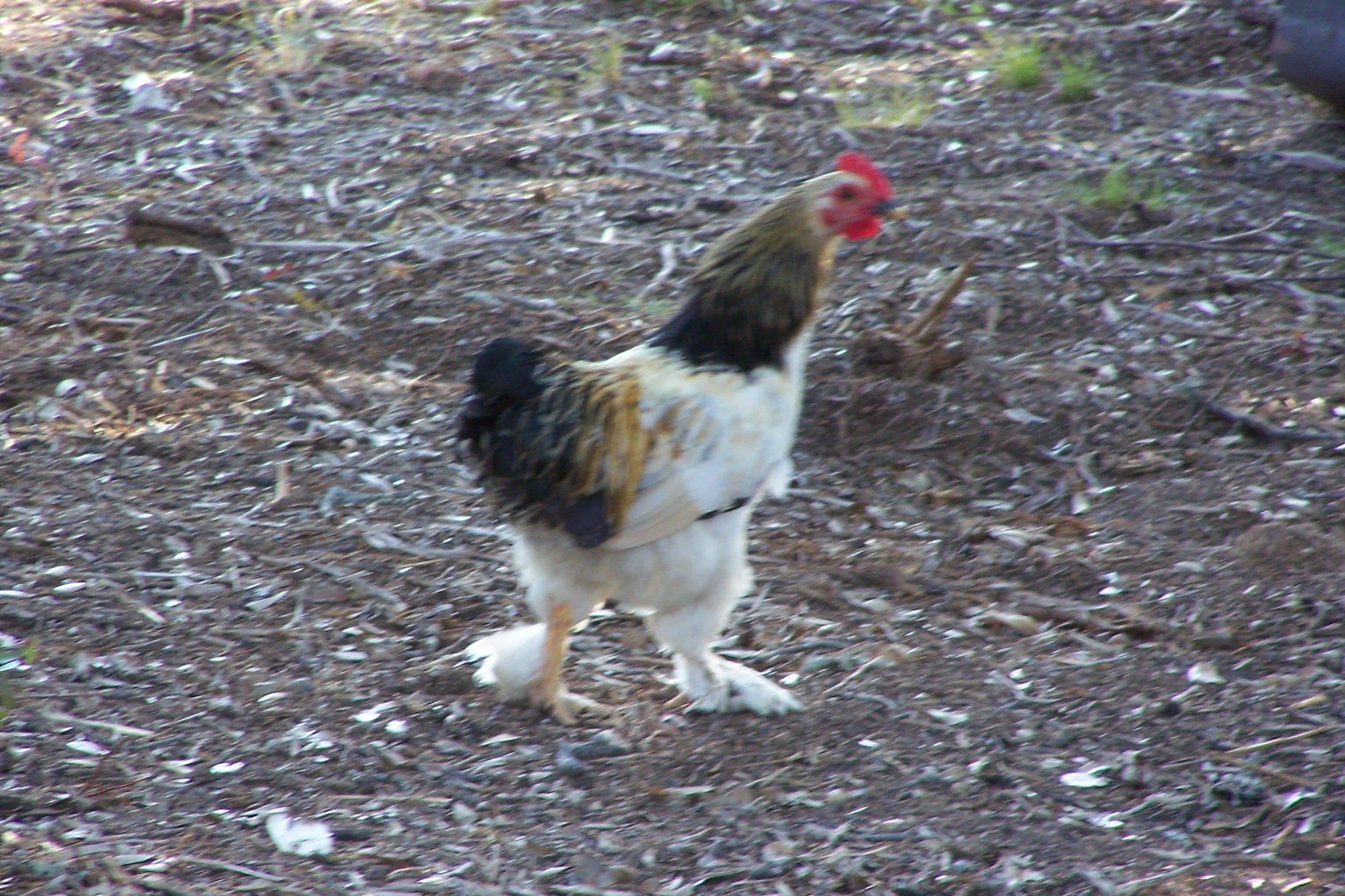 Closeup of a Hen in a Farmyard